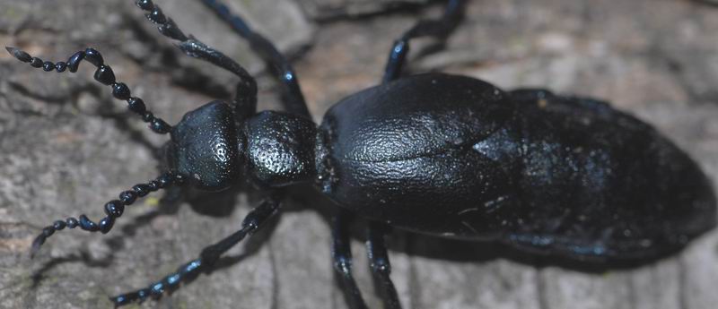 Meloe da determinare: proscarabaeus